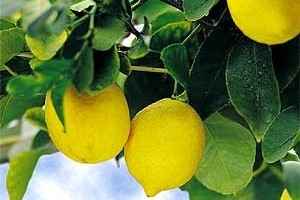 Уход за комнатным лимоном