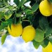 Догляд за кімнатним лимоном