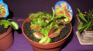 Уход за Венериной мухоловкой (Dionaea muscipula)