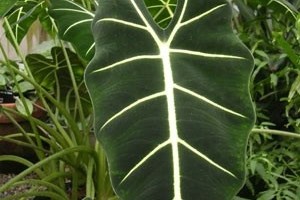 Алоказия тропическое растение