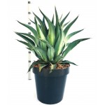 Агава (Agave)