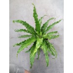 Асплениум (Asplenium)