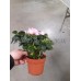 Азалия (Розовая) кустовая 20 см.