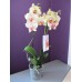 Мини Орхидея фаленопсис белая