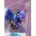Мини Орхидея в колбе - Голубая, Синяя 