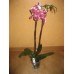 Орхидея бордовая
