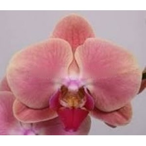 Орхідея 2 стовбури (Marigold)