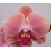 Орхидея 1 ветка (Marigold)