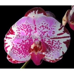 Орхидея 2 ветки (taiwan-red-cat-arctic-cat)