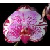 Орхидея 1 ветка (taiwan-red-cat-arctic-cat)