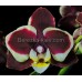 Орхидея 1 ветка (tristar-peoker-brown-sugar)