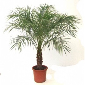 Финиковая пальма 1,8-2м.