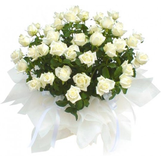 Букет из белых роз 25 шт. высота 50-60см.