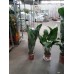 Спатифиллум (Spathiphyllum) d-27 см, h-1,2-1.3 м