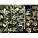 Дионея Венерина мухоловка Dionaea muscipula