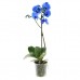 Голубая, синяя орхидея 1 цветонос