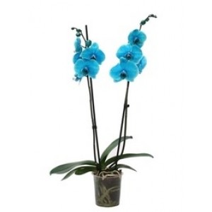 Голубая - Синяя Орхидея 2 цветоноса