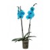 Голубая - Синяя Орхидея 2 цветоноса