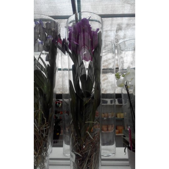 Орхидея Ванда (высота 0,9-1метр)