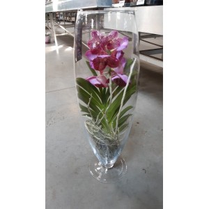 Орхидея Ванда Розовая (ваза бокал 70см.)