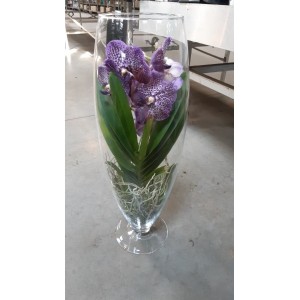 Орхидея Ванда фиолетового цвета (70см.)