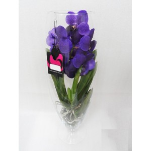 Орхидея Ванда синего цвета ваза бокал (70см.)