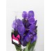 Орхидея Ванда синего цвета ваза бокал (70см.)