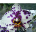 Орхидея 2 ветки (Murcia)