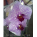Орхидея белая сиреневые точки