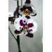 Орхидея 1 ветка (Murcia)
