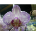 Орхидея 1 ветка (Arcadia)
