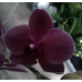Орхидея темно-фиолетовый бархат
