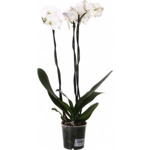 Орхидея Королевская белая