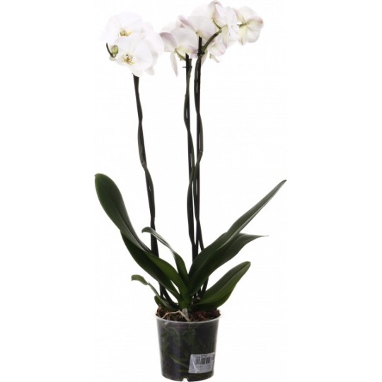 Орхидея Королевская белая
