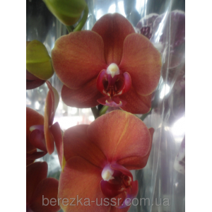 Орхидея коричневая