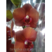 Орхидея коричневая