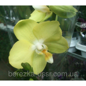 Орхидея, фаленопсис светло-желтая