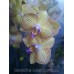 Орхидея 1 ветка (Trento)