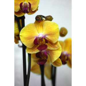 Орхидея желтая с фиолетовой серединкой