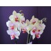 Мини Орхидея фаленопсис белая